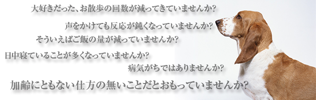 愛犬・愛猫の健康寿命延伸・続伸を願って。